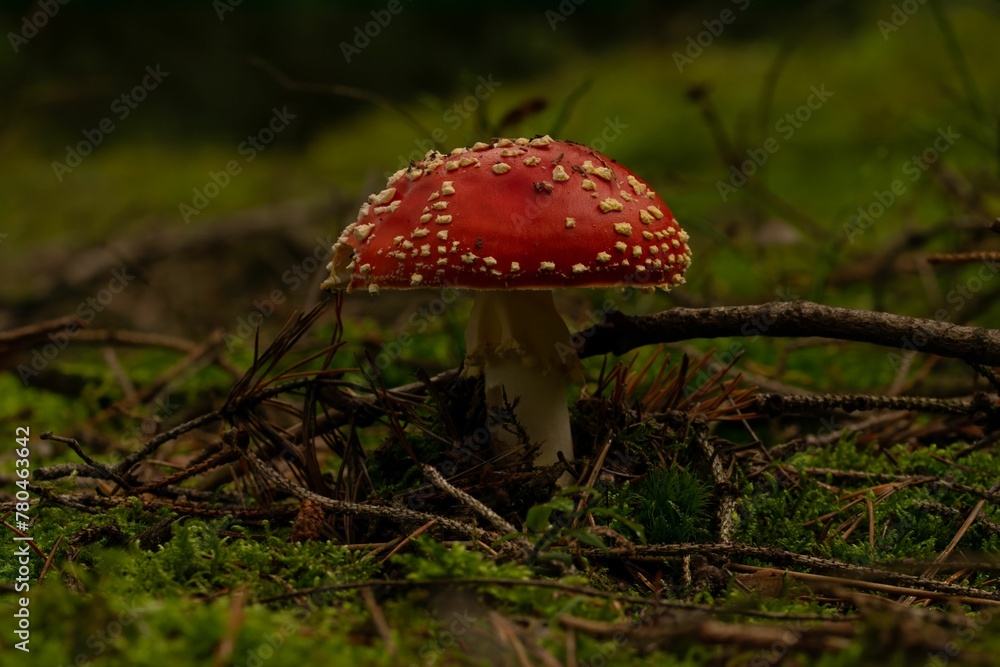 Closeup shot of a Fly agaric fungus grown in the forest on the blurred background Closeup shot of a Fly agaric fungus grown in the forest on the blurred background