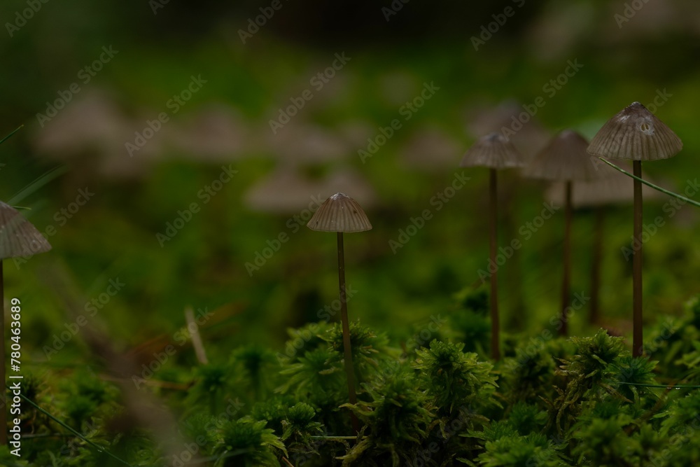 Macro shot of Milking bonnet fungi with grayish caps and green moss around Macro shot of Milking bonnet fungi with grayish caps and green moss around