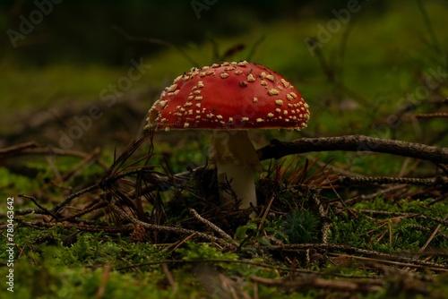 Closeup shot of a Fly agaric fungus grown in the forest on the blurred background