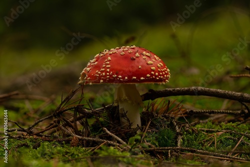 Macro shot of a Fly agaric mushroom with a red cap and