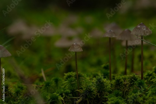 Macro shot of Milking bonnet fungi with grayish caps and green moss around