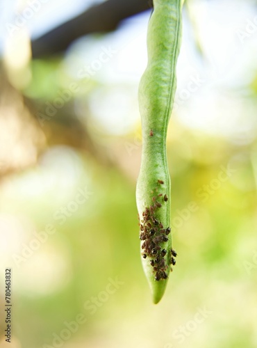 Vertical closeup of ants on a green bean in a greenhouse