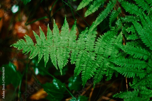 Wet bright green fern in the forest after rain
