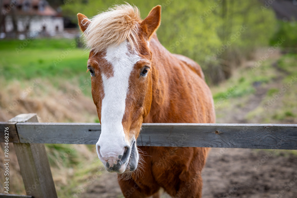 Przepiękne konie żyjące wolno w stadninie  - obrazy, fototapety, plakaty 