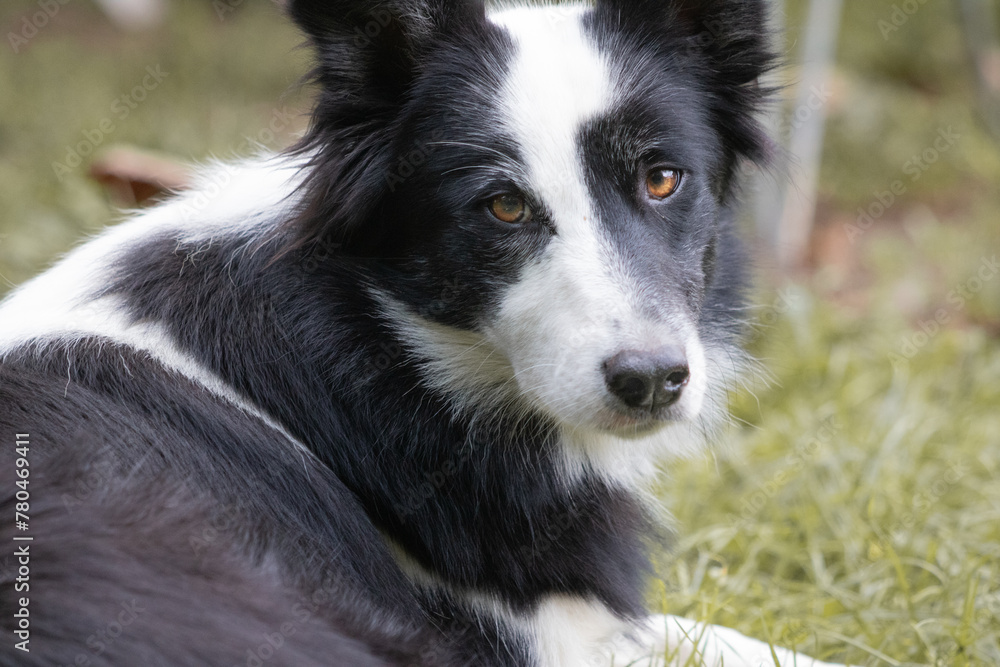 portrait of cute border collie looking at camera