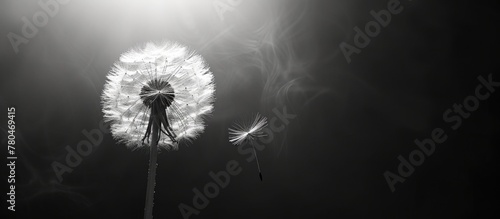 Monochrome image of dandelion and its seeds. photo