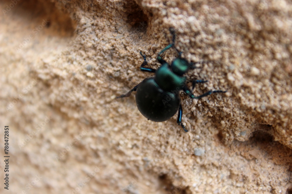 Timarcha balearica, Käfer, Insekten, Balearen, Mallorca Timarcha balearica, Käfer, Insekten, Balearen, Mallorca