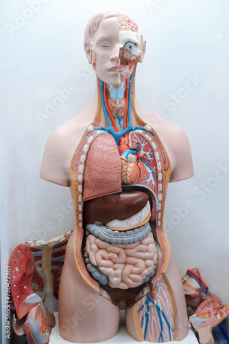 Mannequin with internal organs. Studying human anatomy