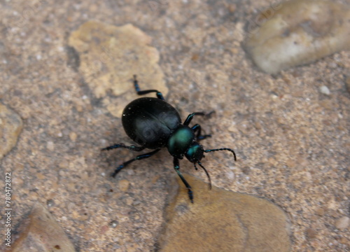 Timarcha balearica, Käfer, Insekten, Balearen, Mallorca