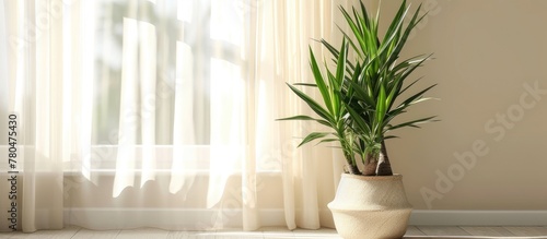 Yucca elephantipes is an attractive indoor plant placed on the floor. photo