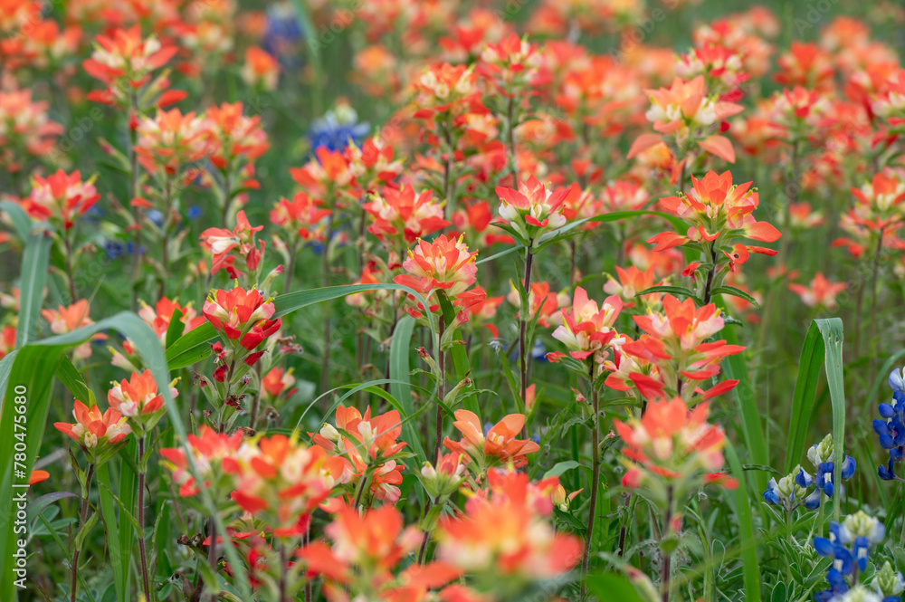 Vibrant colored wildflowers growing in a field in springtime.