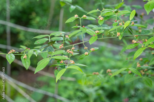 Tiny flowers bloom on a strawberry bush in springtime.