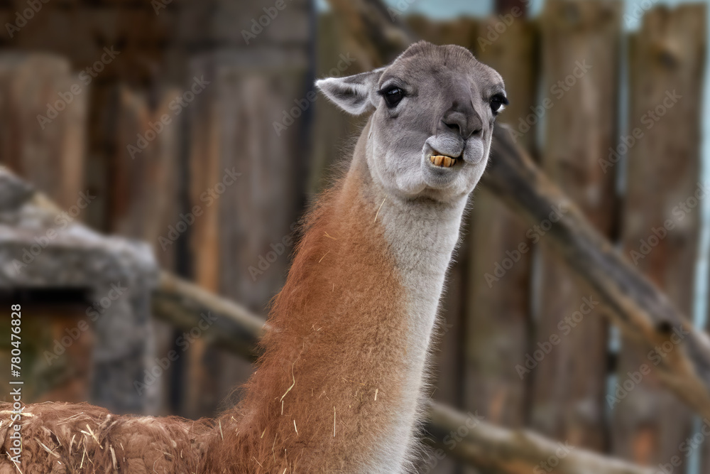 Obraz premium wild llama animal head in a zoo enclosure
