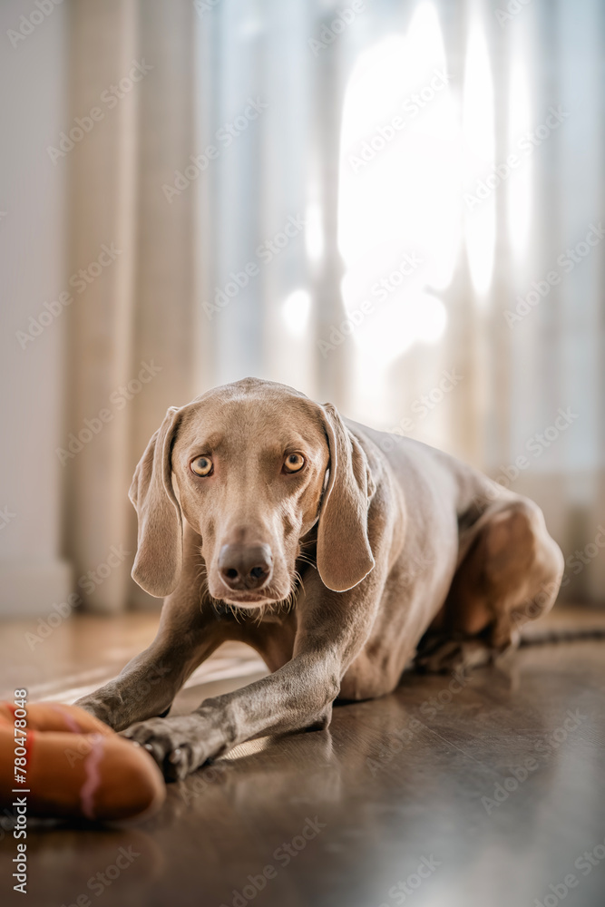 Selective focus portrait of weimaraner breed dog (braco de weimar) playing with a stuffed toy on the floor at home. Purebred short haired cunning friend. Lifestyle hunting dog.