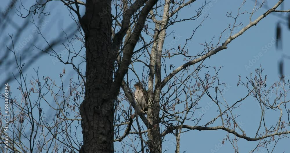 Eurasian sparrowhawk perching on tree branch in spring day. Bird take off from branch in slow motion footage. Eurasian sparrowhawk - Accipiter nisus, also known as the northern sparrowhawk or simply Eurasian sparrowhawk perching on tree branch in spring day. Bird take off from branch in slow motion footage. Eurasian sparrowhawk - Accipiter nisus, also known as the northern sparrowhawk or simply