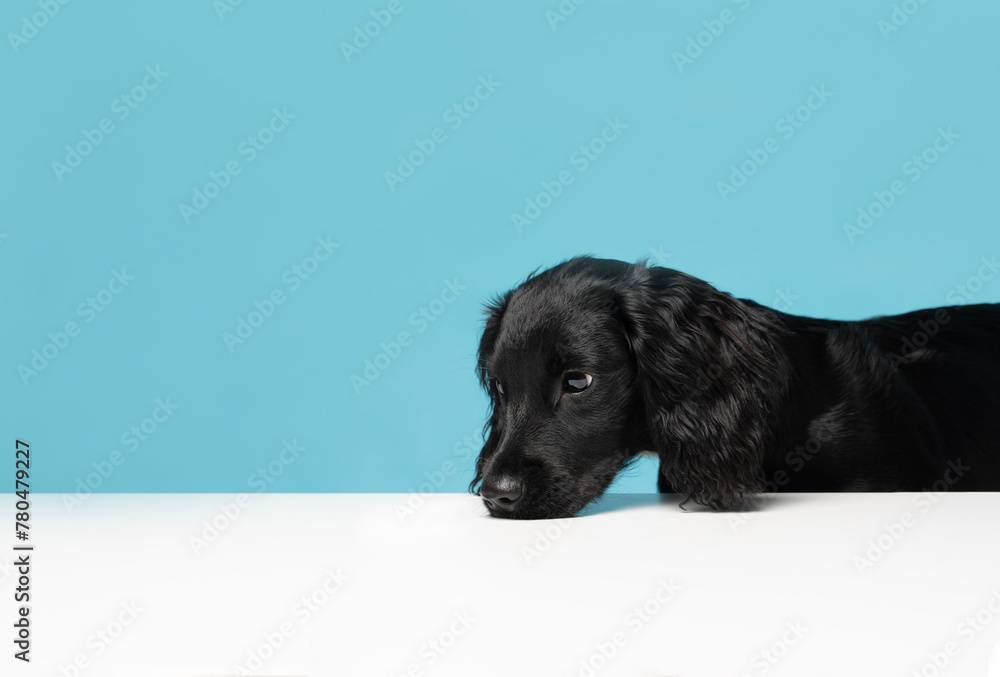Young, Black and White Sprocker Spaniel on a plain blue background smelling table surface - studio portrait 