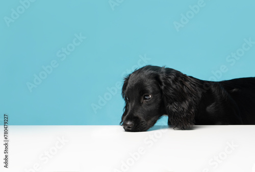 Young, Black and White Sprocker Spaniel on a plain blue background smelling table surface - studio portrait 