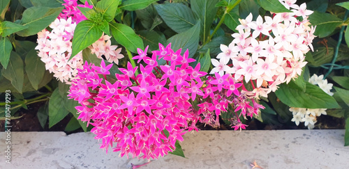 Close-up of pentas lanceolata or centaurium erythraea bushes with red flowers bloom in a flower bed. Panorama. photo