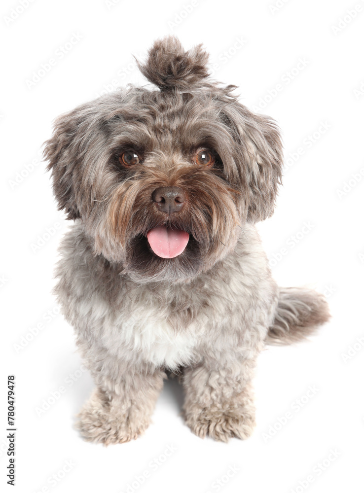 Cute Maltipoo dog on white background. Lovely pet Cute Maltipoo dog on white background. Lovely pet