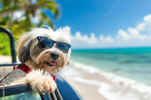 Happy summer lifestyle: Cute dog enjoys beach holiday © Vera