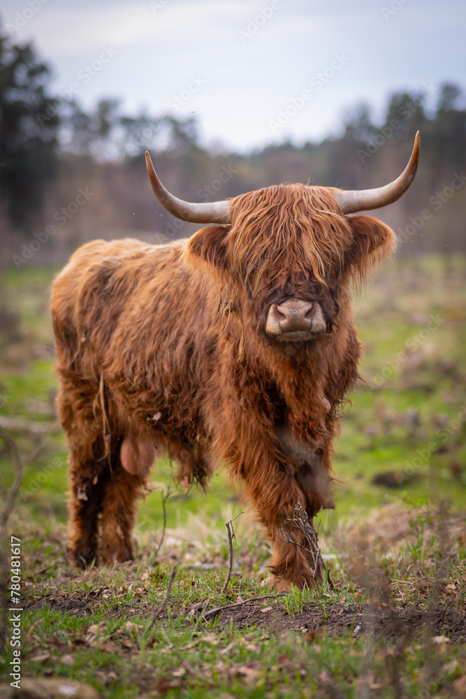 Krowy rasy Highland pasące się na polu