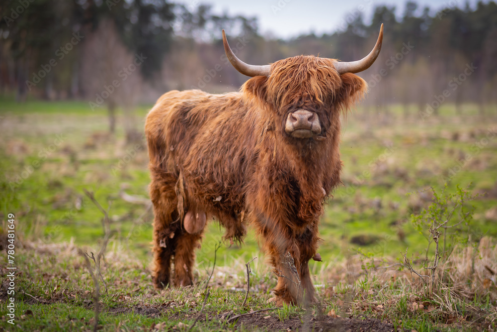 Fototapeta premium Krowy rasy Highland pasące się na polu