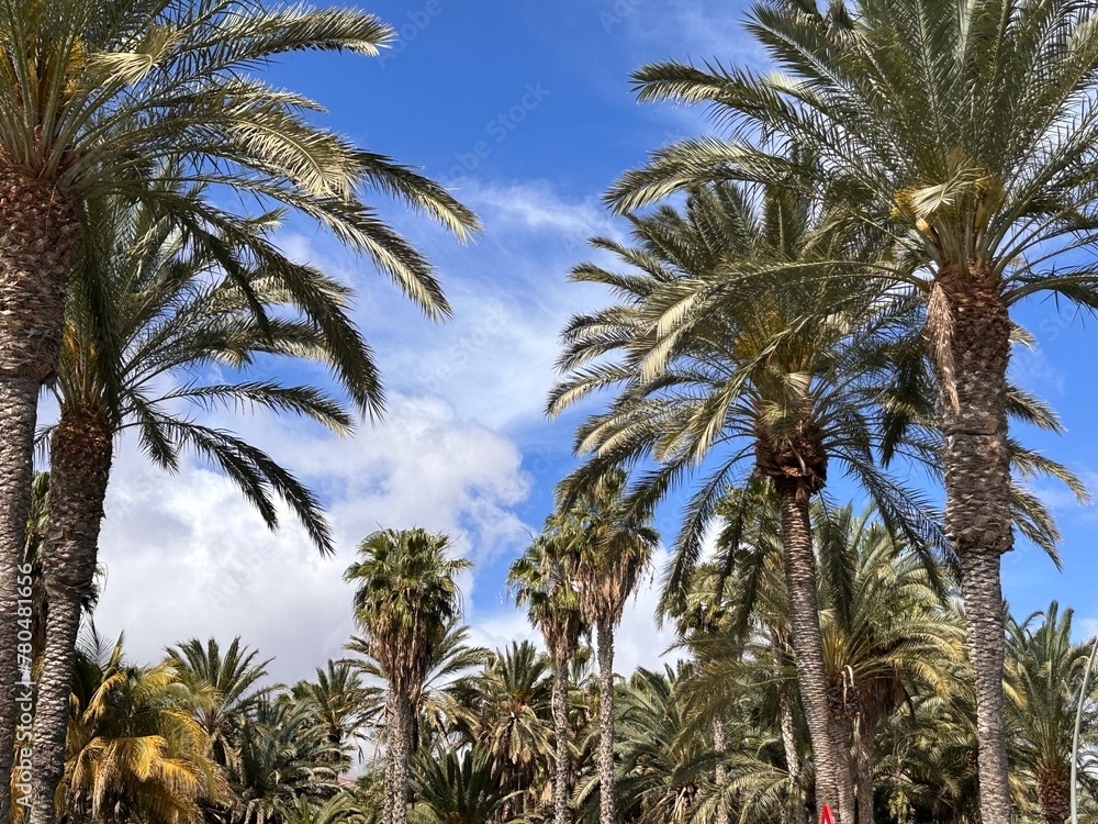 Fototapeta premium palm trees in the wind