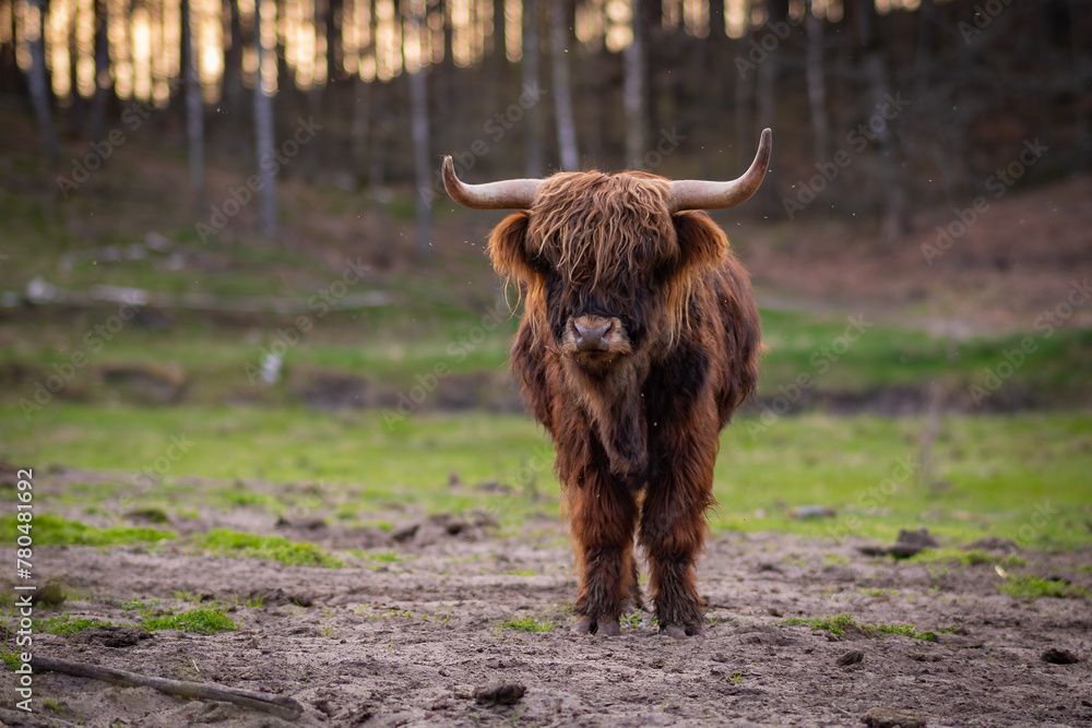 Naklejka premium Krowy rasy Highland pasące się na polu