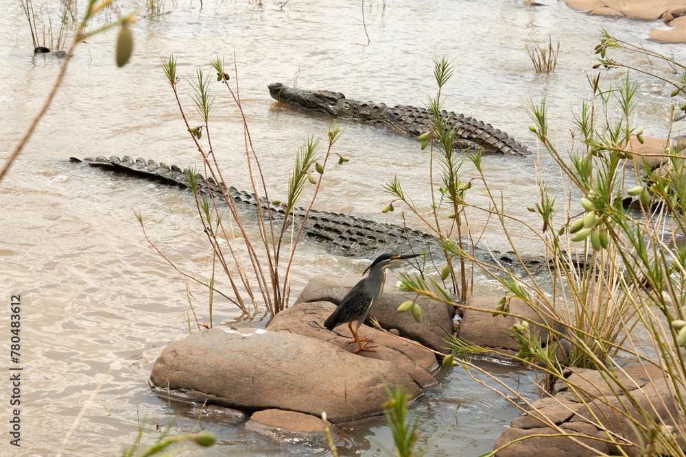 Bihoreau gris, Héron bihoreau,.Nycticorax nycticorax, Black crowned ...