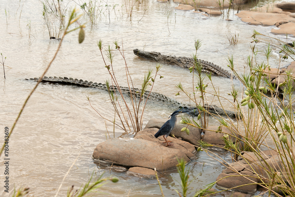 Bihoreau gris, Héron bihoreau,.Nycticorax nycticorax, Black crowned ...