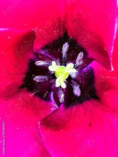 Macro photograph of a tulip from the inside.
The color, the petals, the petiole