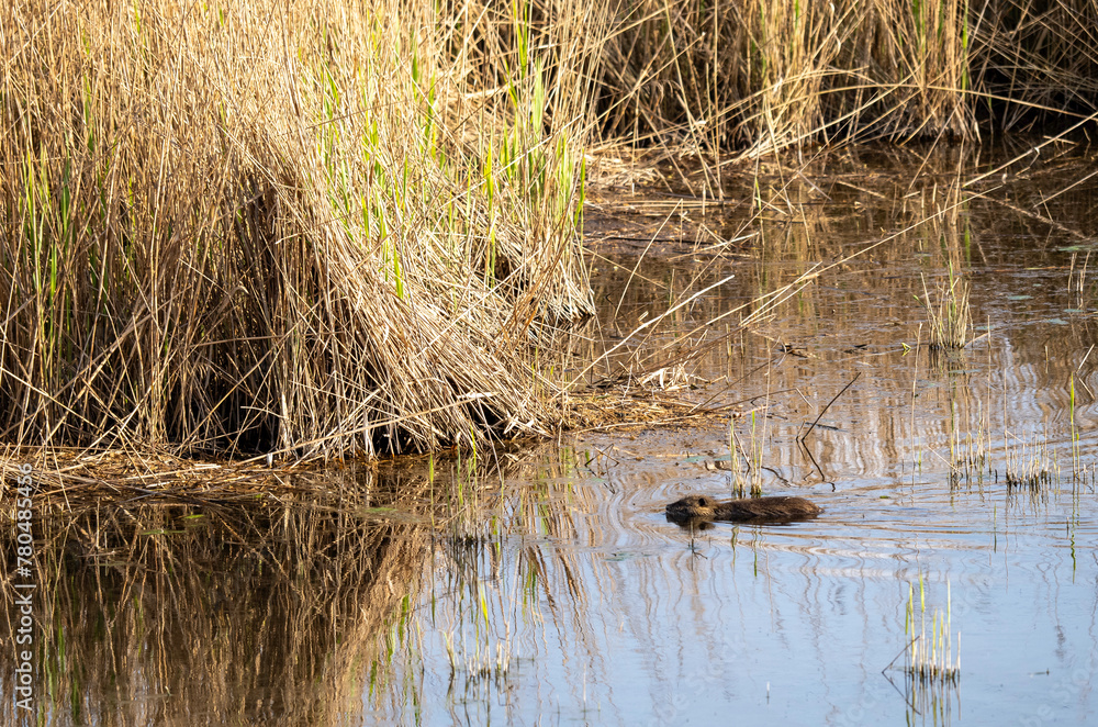 Fototapeta premium Coypu (Myocastor coypus) in the nature habitat