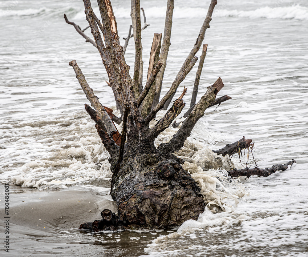 nature reserve beach of island Pellestrina in Venice lagoon (Spiaggia di Ca' Roman)