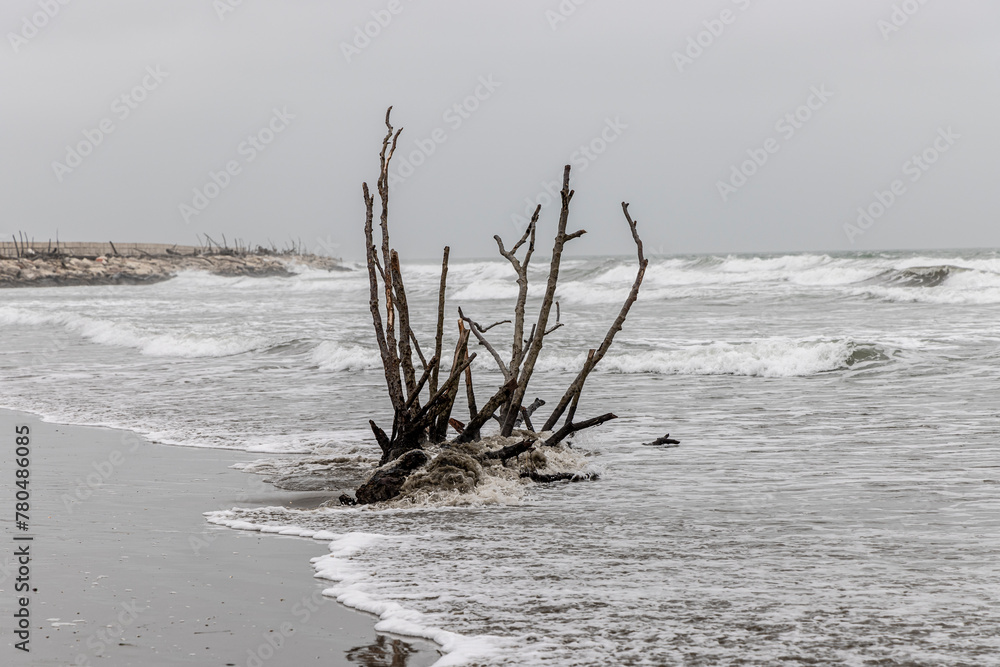 nature reserve beach of island Pellestrina in Venice lagoon (Spiaggia di Ca' Roman)