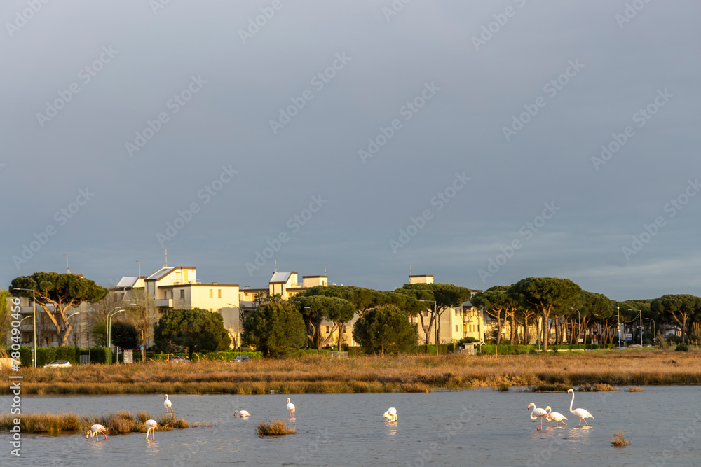 Flamingos in Landscape protection area named Valli di Comacchio in Italy, Europe