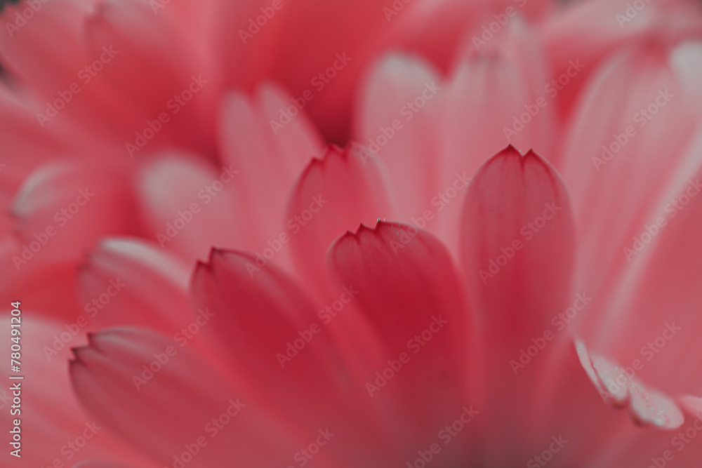 beautiful red flower petals in springtime, red background beautiful red flower petals in springtime, red background