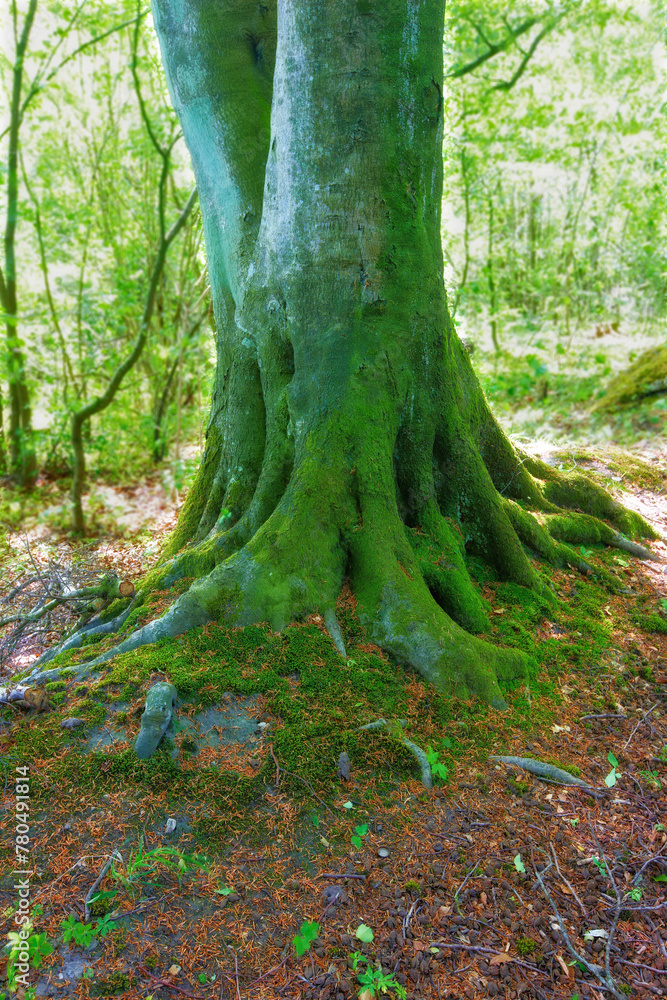 Jungle, forest and nature with tree in summer for conservation or sustainability of ecosystem. Environment, landscape and location with rainforest or woods for adventure, exploration and hiking Jungle, forest and nature with tree in summer for conservation or sustainability of ecosystem. Environment, landscape and location with rainforest or woods for adventure, exploration and hiking
