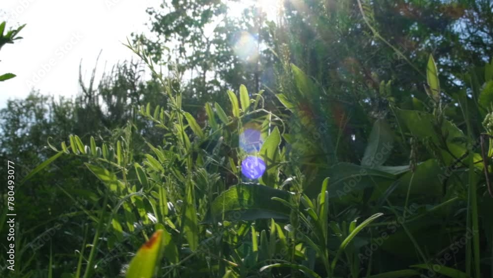 Hot summer day. Summer forest and meadow, looking up. Natural background. summer vibes Hot summer day. Summer forest and meadow, looking up. Natural background. summer vibes