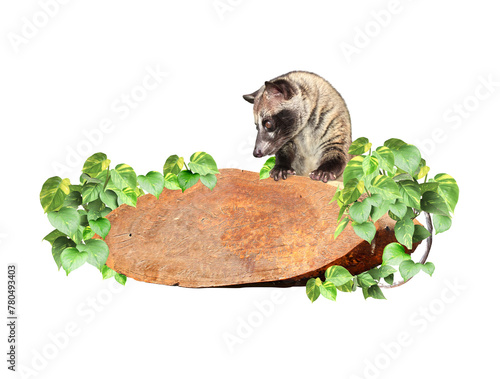 Vintage wooden board with liana branches, tropical leaves and Asian Palm Civet. Exotical decor with wood plank, jungle plants and Civet cat. Copy space for text. Isolated on white background