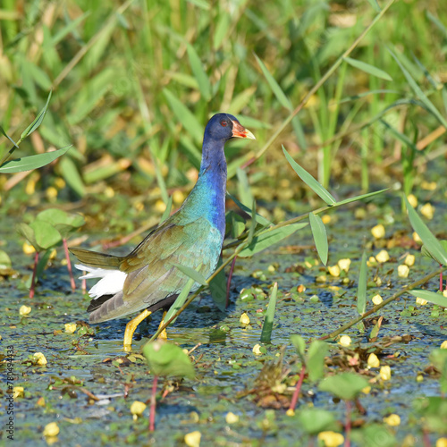 Birds of Costa Rica: Purple Gallinule (Porphyrio martinicus) photo