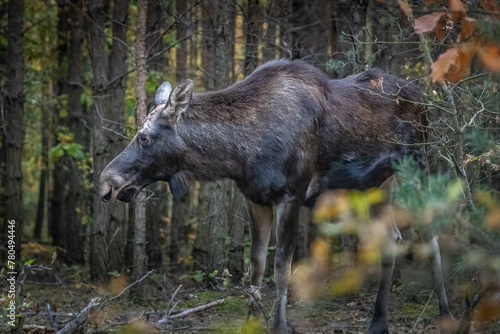 Old moose in autumn forest