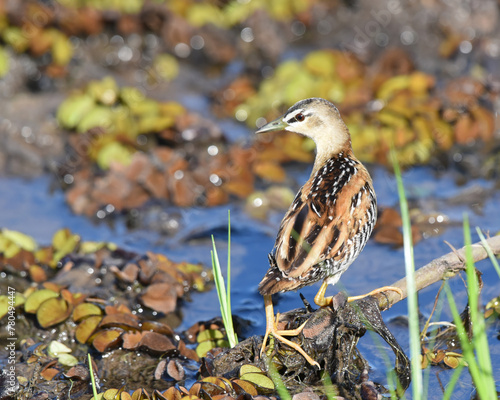 Birds of Costa Rica: Yellow-breasted Crake (Porzana flaviventer) photo