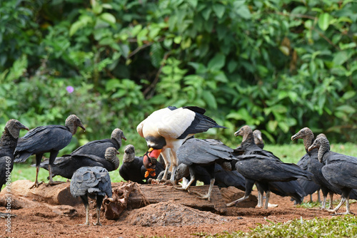 Birds of Costa Rica: King Vulture (Sarcoramphus papa) and Black Vultures (Coragyps atratus) photo