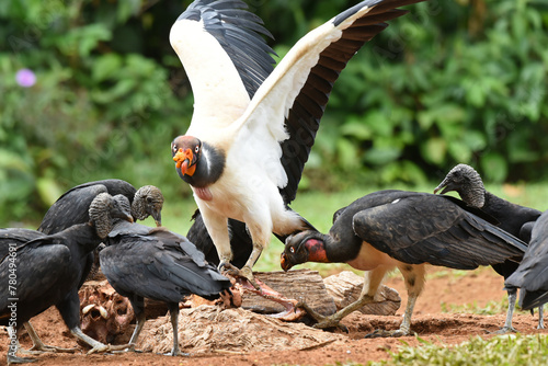 Birds of Costa Rica: King Vulture (Sarcoramphus papa) photo