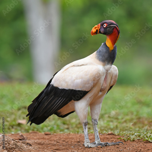 Birds of Costa Rica: King Vulture (Sarcoramphus papa) © Rini Kools