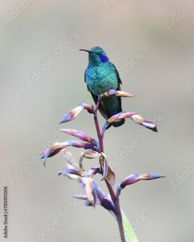 Birds of Costa Rica: Lesser violetear (Colibri cyanotus)