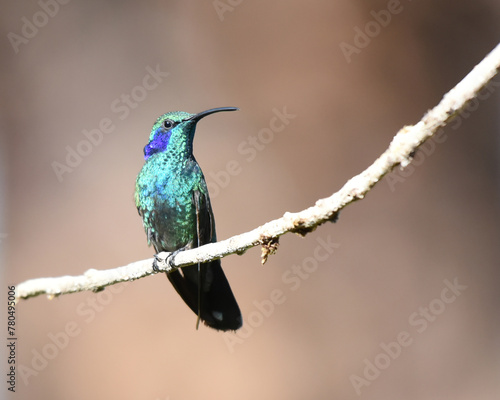 Birds of Costa Rica: Lesser violetear (Colibri cyanotus) photo