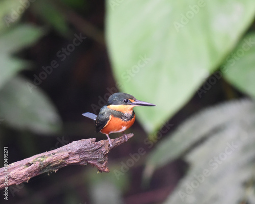 Birds of Costa Rica: American Pygmy Kingfisher (Chloroceryle aenea) photo