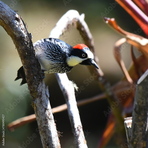 Birds of Costa Rica: Acorn Woodpecker (Melanerpes formicivorus) photo