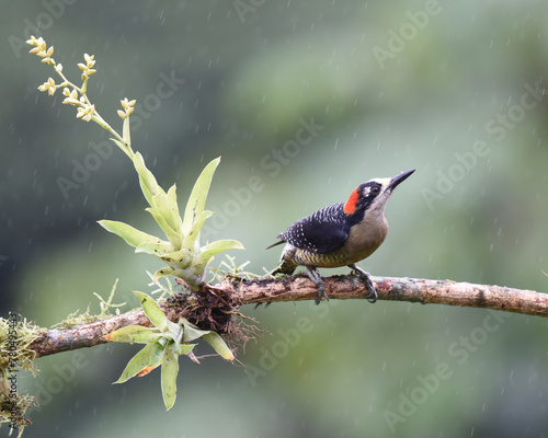 Birds of Costa Rica: Black-cheeked Woodpecker (Melanerpes pucherani) photo